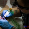 TattooKot